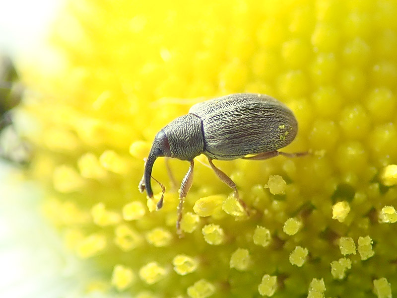 Curculionidae: da identificare